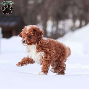 Winston, Cavapoo Puppy